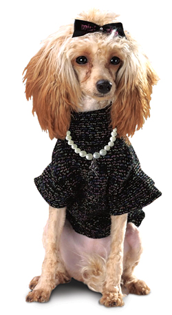 Yaralı Yahut Briyantinli Köpekler