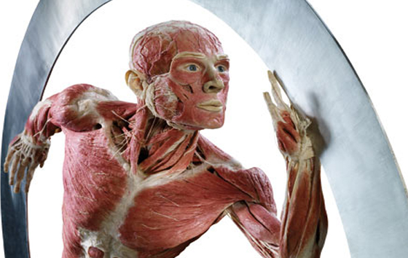 The Miracles of the Human Body