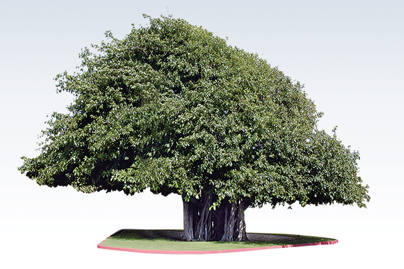 Olacaksan Banyan Ol!