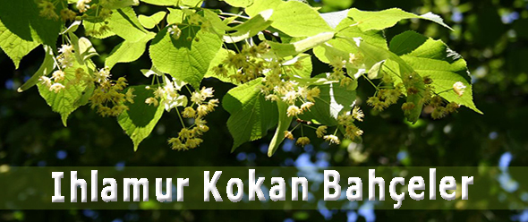 Ihlamur Kokan Bahçeler