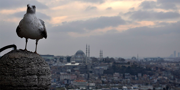 İstanbul`un Gözcüleri
