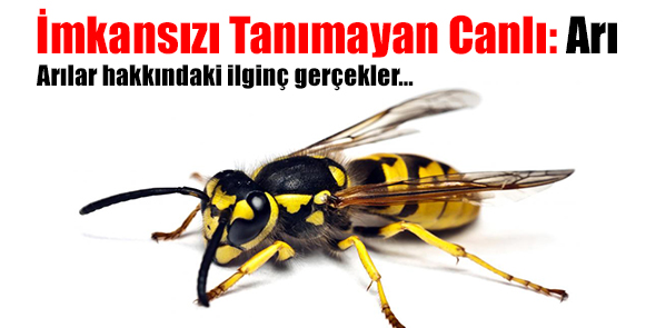 İmkansızı Tanımayan Canlı: Arı