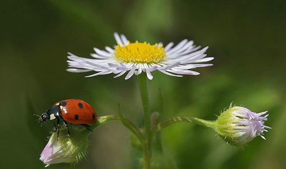 Sihirli Bir Dünyaya Yolculuk İçin... Makro Fotoğraf Çekimi