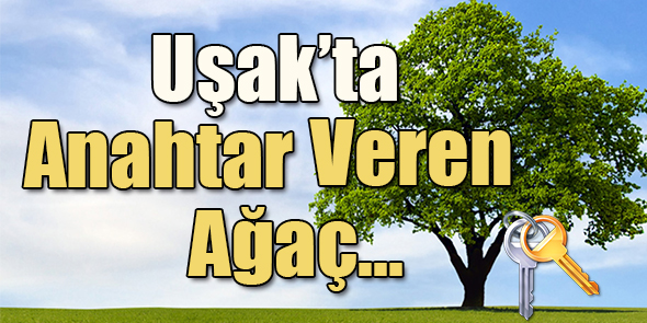 Uşak`ta Anahtar Veren Ağaç...