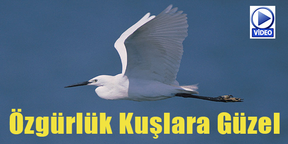 Özgürlük Kuşlara Güzel (Video)