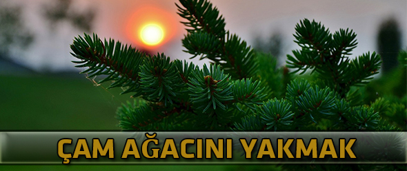 Çam Ağacını Yakmak