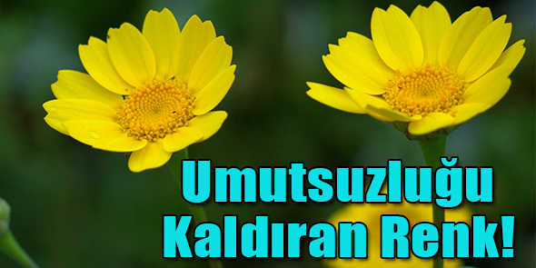 Umutsuzluğu Kaldıran Renk!