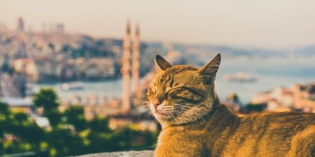 Munis Bir Yoldaş